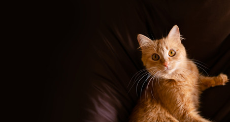 Close-up Portrait of Red Ginger Cat on brown background, front view
