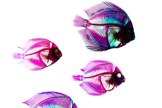 Line art with shiny pink neon fish bones Vector Image