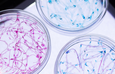 Transparent skeleton fish. Multi-colored fishes on a white background. Site about nature, art, animals, sea, fish.