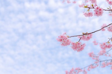 河津桜と淡い空