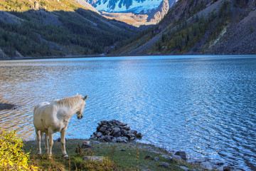 White horse on the background of a mountain lake and snow-white peaks