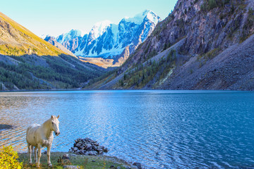 White horse on the background of a mountain lake and snow-white peaks