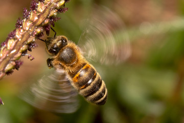 A beautiful honey bee hovering towards a plant about to land to find nectar, top down view, wings frozen in the air