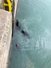 Robben im Hafenbecken