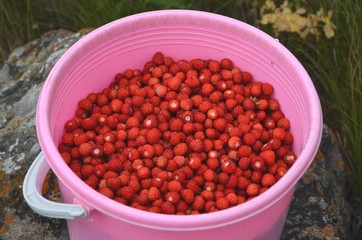 Midsummer is the time when strawberries ripen. This berry has a special, excellent taste and aroma. In Russia it is sold directly on the roads – in small cups and large buckets