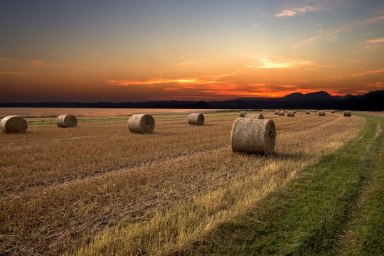 Harvest