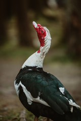 Muscovy duck