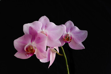 Fototapeta na wymiar Pink Orchid on a black background.