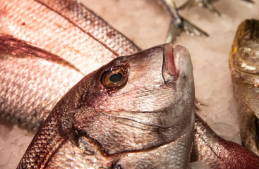 Fresh fish on Ice