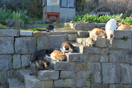 Cats of aosima in Ozu City, Ehime Prefecture, Japan