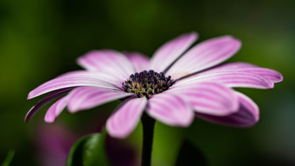 Fototapeta premium Blume