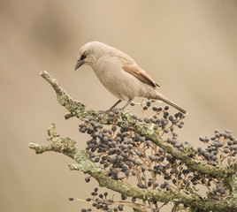 Bay winged Cowbird