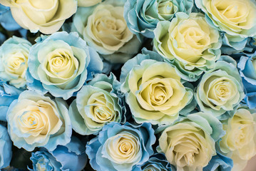 the roses are blue and white. flowers beauty background red Floral design