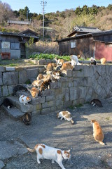 Cats of aosima in Ozu City, Ehime Prefecture, Japan