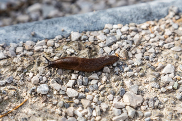 A snail slug crawling along a rocky path in Bern, Switzerland