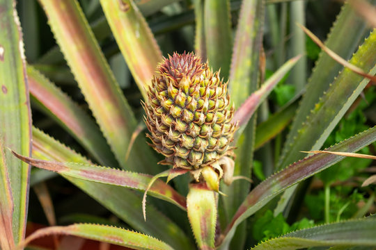Organic sweet pineapple growing  in greenhouse. Israel