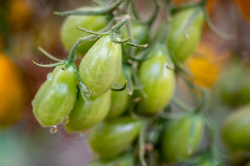 Organic green cherry tomatoes growing in greenhouse