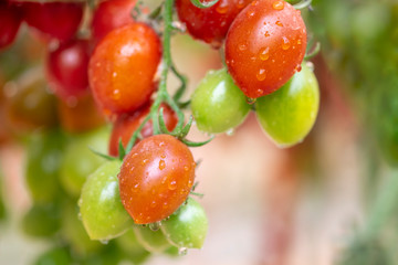 Organic red and green cherry tomatoes growing in greenhouse