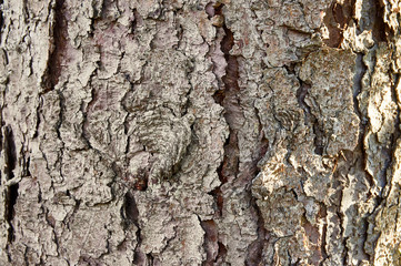 The original texture of deep cracks on the pine tree bark of Pizundskaya. The structure of the pine bark cracks in the rays of sunlight. Natural concepts for design.
