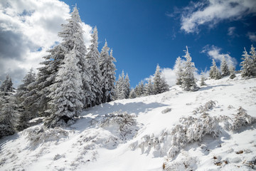 Fototapeta premium Sunny Winter landscape with trees covered in snow, a mountain ridge, and blue skies, on a sunny February day, while hiking in Bucegi mountains (part of Carpathian mountains), Romania