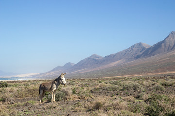 Naklejka premium Donkey at Cofete beach, Fuerteventura, Spain