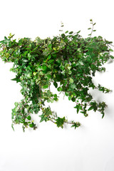 Obraz premium Plante retombante verte sur fond blanc