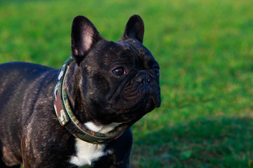 Dog breed French Bulldog