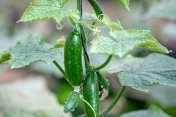 Green organic cucumbers grow in greenhouse