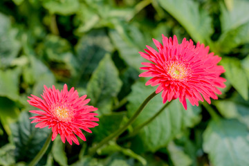 Two Barberton daisy gerbera. A flower of Orchid in the flower garden.