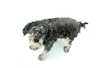 A cute furry dog is showering and is wet. He is looking funny and happy. 