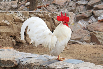 White Rooster Standing on the Ground