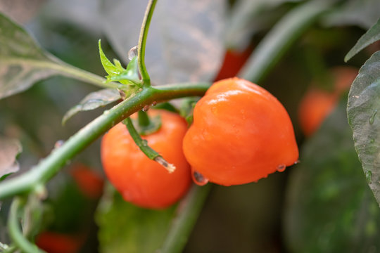 Hot organic jalapeno peppers grow in greenhouse