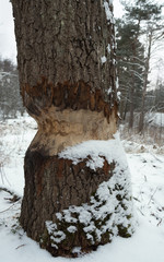 Beaver bitten tree.