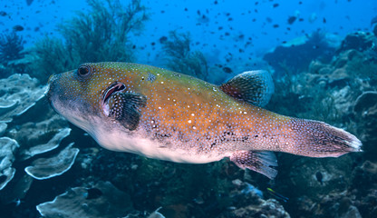 Naklejka premium Close-up of big Pufferfish at reef, Raja Ampat, Indonesia