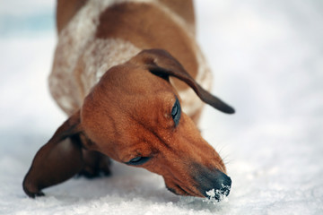 Dachshund dog winter park 