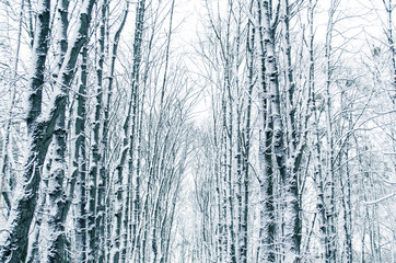 Obraz premium Winter forest. Snow covered trees in the forest.