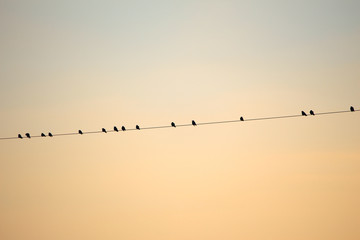 Birds on the line