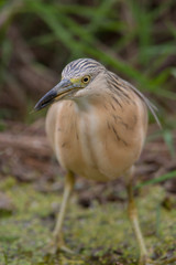 Squacco Heron Birds Animal