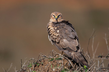 Hen Harrier Birds Animal