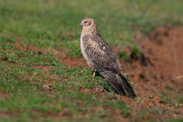 Hen Harrier Birds Animal