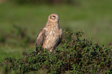 Hen Harrier Birds Animal