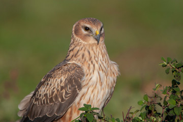 Hen Harrier Birds Animal