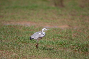 Obraz na płótnie Canvas Grey Heron Birds