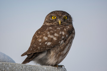 Little Owl Birds Animal