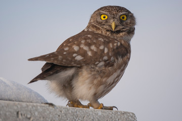 Little Owl Birds Animal