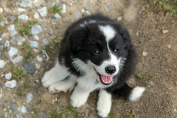 A cute puppy of a border collie is sitting and looking up. It looks very happy and satisfied