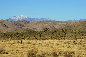 Snow covered Quali Mountain view from Joshua Tree National Park