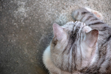 Thai cat sitting on the floor. Back side closeup photo.