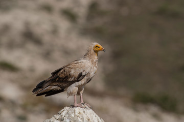 Fototapeta premium Egyptian Vulture Birds Animal