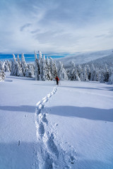 Winter sport activity. Woman hiker hiking with backpack and snowshoes snowshoeing on snow trail forest.